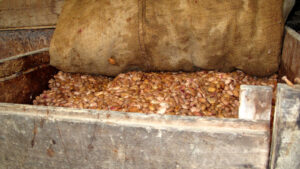 Frishe Kakaobohnen werden gewaschen