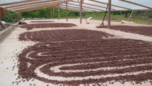 Kakaobohnen werden getrocknet.