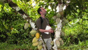 Kakaobaum mit Früchten