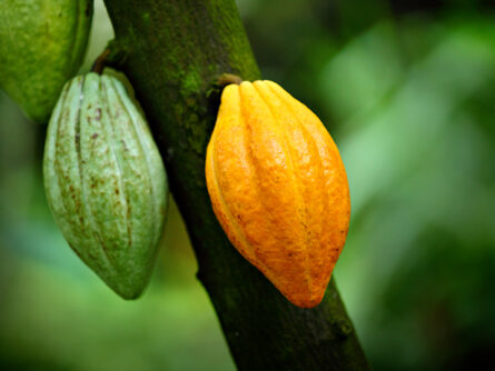 Kakaofrüchte am Kakaobaum