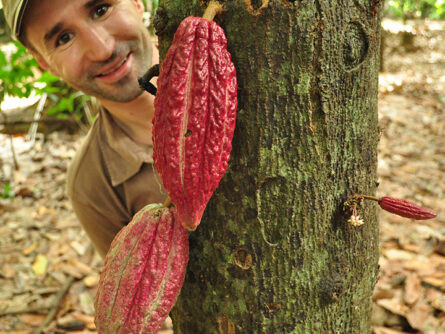Herr Schaffer und die Kakaofrucht