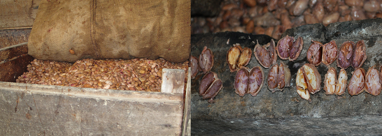 Fermentierung von Kakaobohnen